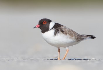 Сирек кездесетін құс түрін жойылудан құтқарудың өзгеше тәсілі қолданылуда