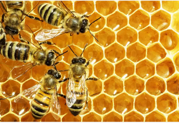 В ОАЭ сократилась популяция пчел