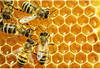 В ОАЭ сократилась популяция пчел