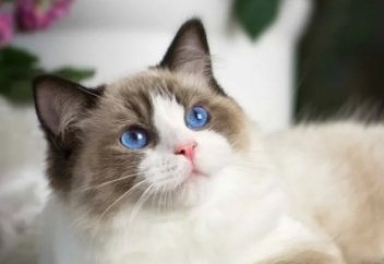 Рэгдолл - красивая порода кошек.