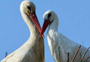 Жыл сайын 13 мың шақырым шалғайдан сыңарын іздеп ұшып келетін құс (фото+видео)