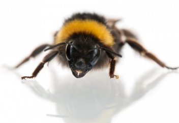 Араларға қатысты екі жаңалық