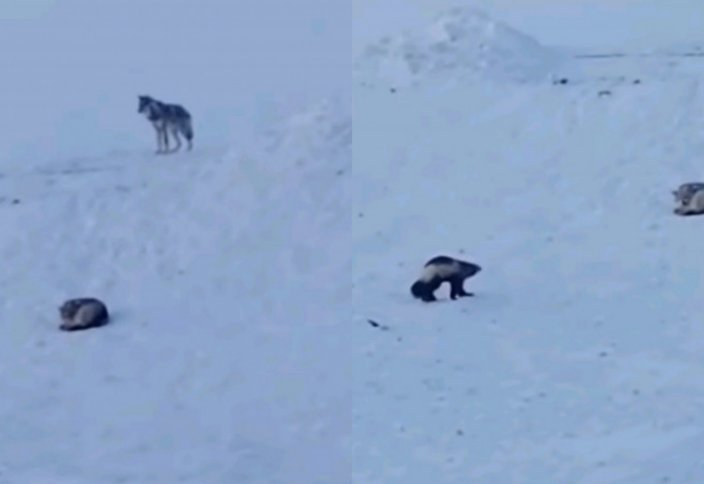 Мир животных: Схватка волков с росомахой попала на видео