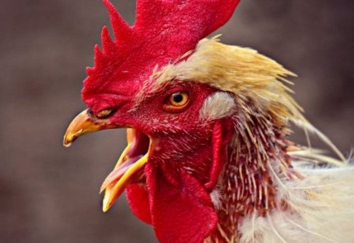 Во Франции петуха судят за слишком ранние крики по утрам