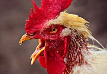Во Франции петуха судят за слишком ранние крики по утрам