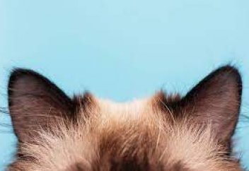 Мысықтың құлағын неге қимылдататыны белгілі болды
