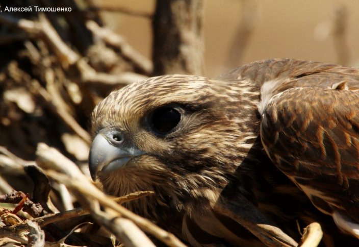 В Казахстане назвали птицу 2020 года