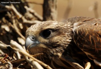 В Казахстане назвали птицу 2020 года