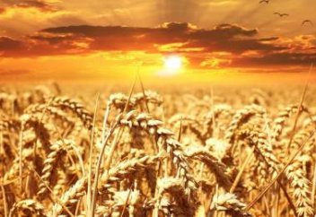 Бидай өнімін арттыратын ген табылды