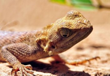 Жануарлар әлемі: Арабияда шөлдегі ыстыққа шыдамаған кесіртке көлеңкеге қарай қашты (видео)