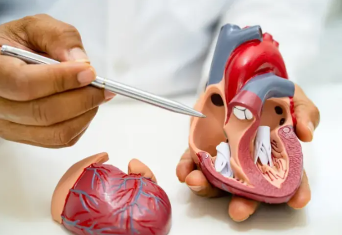 Мировой рынок TAVR достигнет $14,06 млрд к 2035 году