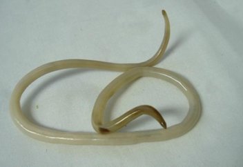 Пестицид өлімге апаратын су патогендерінің таралуына ықпал етеді