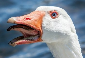 25 доказательств того, что природа плевать хотела на твою безопасность (фото)