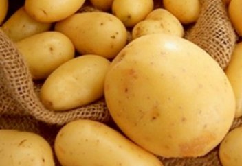 1 килограмы 40 теңге: Қазақстандық және қытайлық ғалымдар картоптың жаңа түрін ойлап тапты