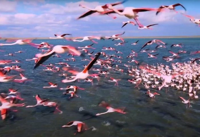 Больше тысячи фламинго удалось снять на видео жителю Актау  (видео)