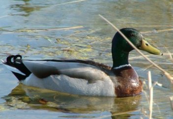 В Казахстане предлагают запретить весеннюю охоту на птиц