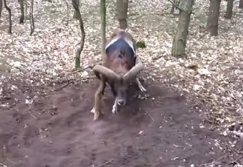 Этот муфлон попал в беду. Но только посмотри, что сделал для него пробегавший мимо мужчина!