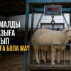 Тірі малды таразыға тартып, сатуға бола ма?