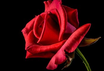 Цветок Пророка ﷺ – Фатима رضي الله عنها (третья часть)