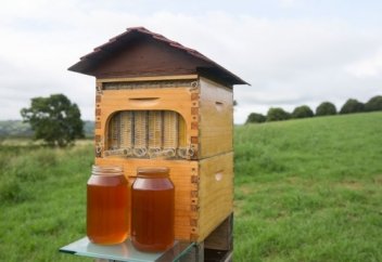 Арадан бал алудың керемет әдісі! (видео)