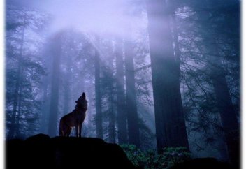 Если ты не волк, будь верблюдом