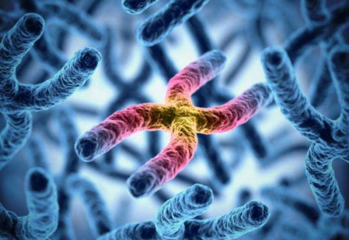 Жұмбақ болып келген әйелдердің басыңқы Х-хромосомасының құпиясы ашылды