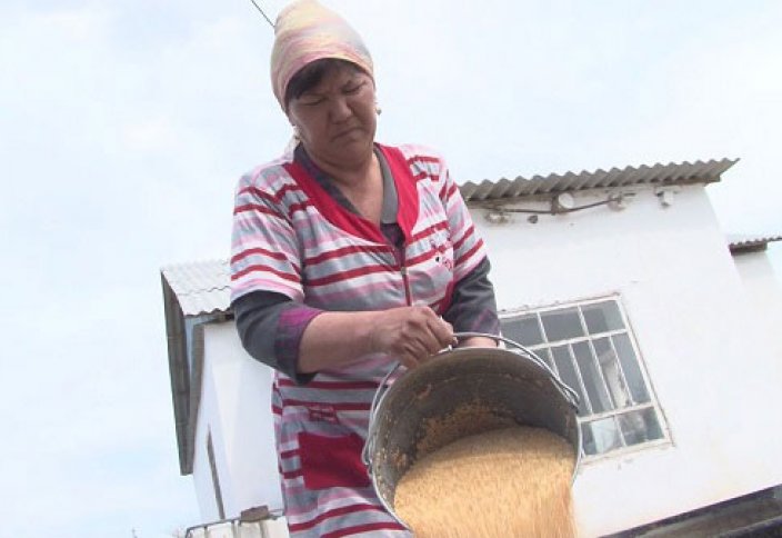 Қызылордалық Қалима Жұматай жентті қалай дайындайтынын көрсетті (фото)