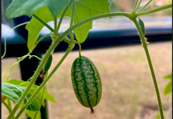 Қарбыз бен қияр қосындысынан пайда болған өзгеше жеміс (гибрид)