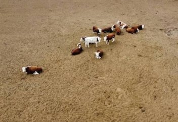 10 мың гектардан артық жері барлар мал ұстауға міндеттеледі