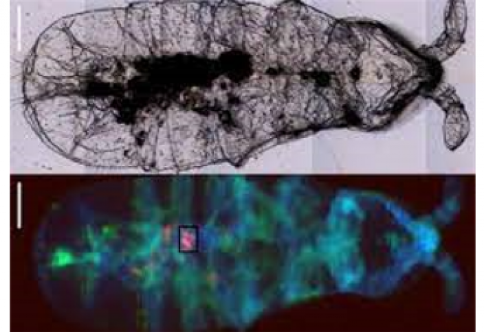 Организиміне микропластик енген жәндіктің эволюциялық өзгеріске ұшырайтыны анықталды