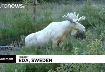 Aппақ бұғы таспаға тартылып қалды (видео)