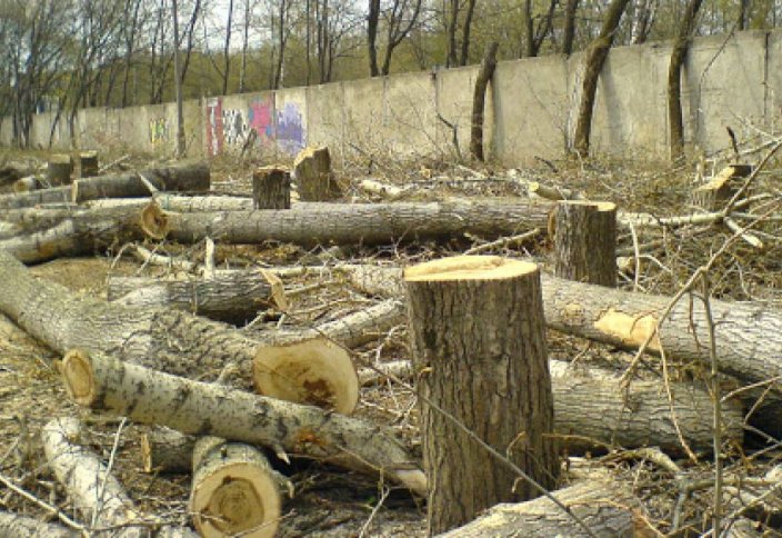 Невыгодно и даже опасно станет рубить деревья в Казахстане
