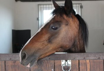 ТҮРКИЯДА ЖЫЛҚЫ СОЙҒАНДАР СОТТАЛАДЫ