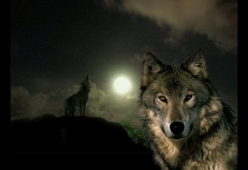 Қасқыры көп ел