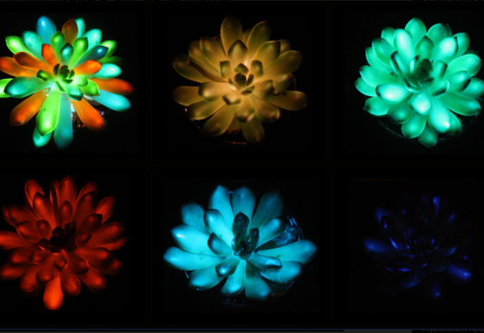 Светящиеся растения заменят лампы, заявили ученые