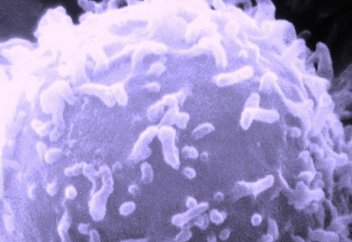 Қолдан адам иммунитетінің жасушасы өсірілді