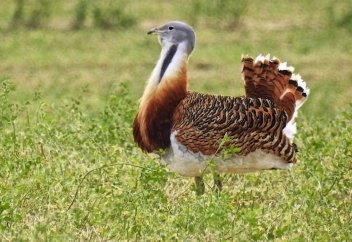 Шейхам из ОАЭ разрешат охоту на дрофу-красотку