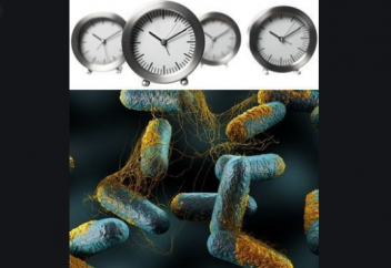 Бактериялардың да адамдардікі секілді «ішкі сағаты» бар болып шықты