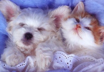 Подсчитана прожорливость кошек и собак