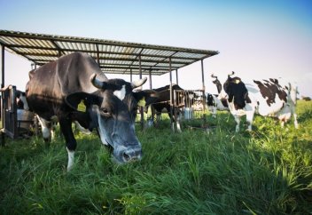 Билл Гейтс сиырдың жаңа түрін шығаруға 40 млн доллар бөлді