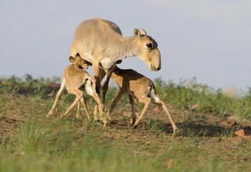 Новый природный заказник появится в Казахстане. Казахстан присоединился к протоколу по сохранению биоразнообразия Каспия