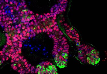 Шыны ыдыста жасанды тін мен бүйректің бір бөлшегі өсірілді