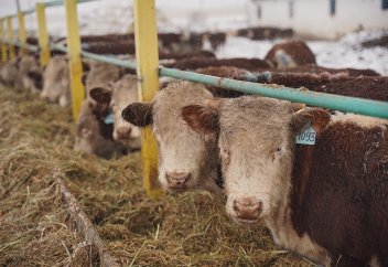 Қазақстанда керемет ақбастар шығарылады