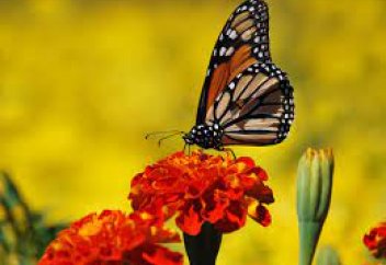 Тозаңдандырушы жәндіктердің қырылу себептері айтылды