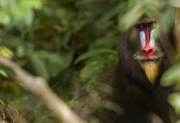 Орманды отамай сақтаған елдер сыйақы алады