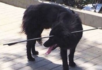 Жануарлар әлемі: Басын 70 сантиметрлік жебе тесіп өткен ит тірі қалды