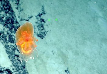 Мөлдір теңіз қиярының іш құрылысы жарық шашады (видео)