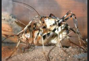 Еуропалық қайырымдылық қоры ашыққан африкалықтарды шегірткемен қоректендірмек