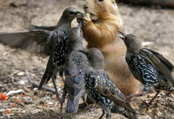 Ұлық Пайғамбардың (с.ғ.с) үмметі болу...