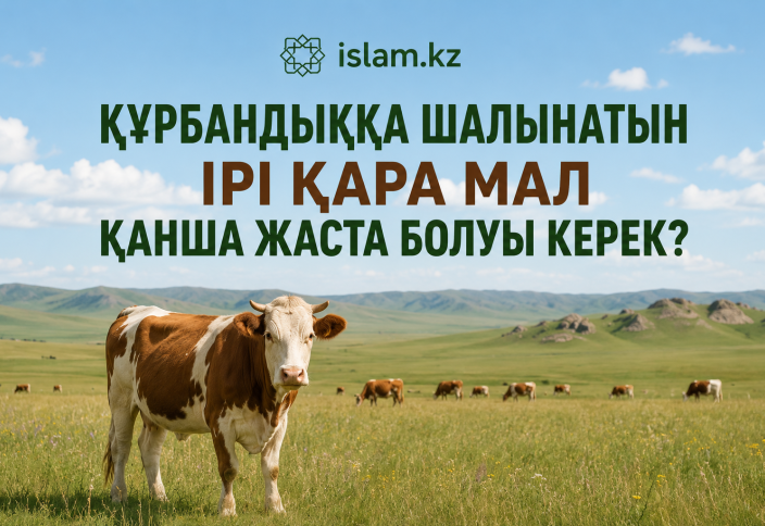 Құрбандыққа шалынатын ірі қара мал қанша жаста болуы керек?